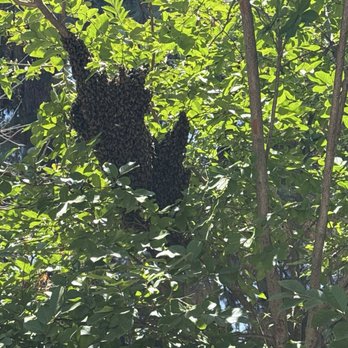 Bee Removal - Hive - Pest Control Near Me