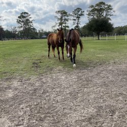 Aldine Westfield Stables - Tana and a buddy looking for carrots.
Much care goes into herd dynamics so that all horses are safe and comfortable.