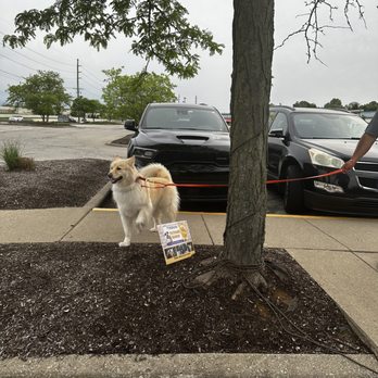 Bier Brewery - Dog-friendly! - Breweries Near Me - Carmel, Indiana