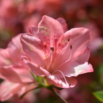 Kinney Azalea Gardens - Botanical Gardens Near Me - South Kingstown, Rhode Island Kinney Azalea Gardens - Botanical Gardens Near Me - South Kingstown, Rhode Island