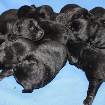 Doggy Style Kennels - Pet Breeders Near Me - Loretto, Kentucky Doggy Style Kennels - Pet Breeders Near Me - Loretto, Kentucky