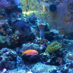 The Nautilus Tropical Fish - 240 display tank.