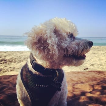 Leo Carrillo State Park - Happy Dog! - Parks Near Me - Malibu, California Leo Carrillo State Park - Happy Dog! - Parks Near Me - Malibu, California