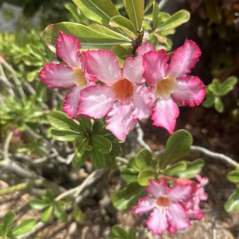 Blue Haven Resort - Flowers - Resorts Near Me Blue Haven Resort - Flowers - Resorts Near Me
