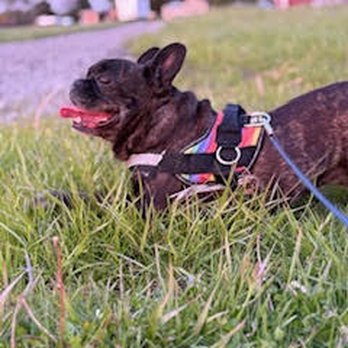 K9 Connect Center - ..... - Pet Groomers Near Me - Dwight, Illinois K9 Connect Center - ..... - Pet Groomers Near Me - Dwight, Illinois