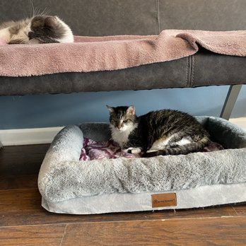 The Catio Cat Lounge - Paradise and Violet - Pet Adoption Near Me - Nashville, Tennessee