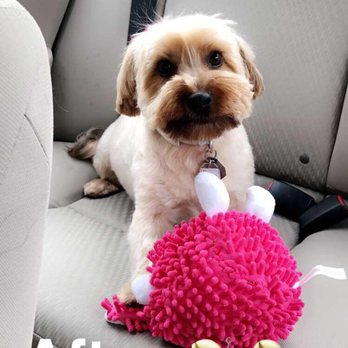 PetSmart - Before and after - Pet Training Near Me - San Bernardino, California PetSmart - Before and after - Pet Training Near Me - San Bernardino, California