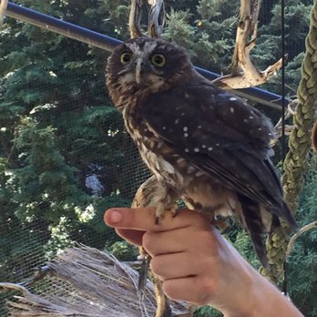Kiwi Birdlife Park - Owl - Parks Near Me - Queenstown, OTA