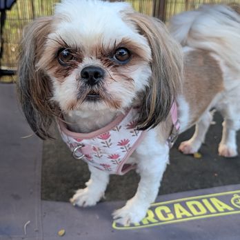 Charming Pet Rescue - Pet Adoption Near Me - Boerne, Texas