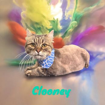 Twisted paws grooming - Mr Clooney - Pet Groomers Near Me Twisted paws grooming - Mr Clooney - Pet Groomers Near Me