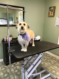 Grooming, Styling & Profiling - Styling and profiling
Offering grooming services that
include everything that will
pamper your pet, we pride
ourselves in providing a
professional, clean and stress
free environment for your
four legged loved.
Even dogs enjoy being pampered
Our full-service grooming environment is designed to keep your pet comfortable and stress-free.
Whether you're looking into getting your four-legged loved one a bath, basic grooming, or a styled cut, there is no breed or size our groomer can't conquer.
We prefer that you'd schedule an appointment with us, however, walk-ins are welcome if we have openings.
ALL PRICES ARE BASED ON DOG SIZE, BREED, COAT CONDITION AND BEHAVIOR
Regular bath / dry
• Tiny / Small breeds : $ 20.00+
• Medium breeds : $ 30.00+
• Large breeds : $ 40.00+
• X-large breeds : $ 50.00+
Spa Bath* - Includes bath, dry, nail trim, ear cleaner, and anal gland expression. Paw pad shaves / sanitary shave are given to dogs that need it.
• Tiny / Small breeds : $ 35.00+
• Medium breeds : $ 45.00+
• Large breeds : $ 55.00+
• X-large breeds : $ 75.00
Spa Grooming* - Includes regular bath, dry, nail trims, ear clean, anal gland expression, full body hair cut.Prices start at:
• Tiny / Small breeds : $ 45.00 and up
• Medium breeds : $ 65.00 and up
• Large breeds : $ 75.00 and up
• X-large breeds : $ 90.00 and up
Extras
• Nail file / Grind : $10.00
• Shampoo upgrade ( Flea, Med, Oat, Deshed ) : $6.00
• Face trims / Shape-up : $15.00
• Dematt : $25.00 per hour
• Tear stains cleaning : $10.00
• Difficult / Restrain fee : $20.00
• Ferment $20.00
The Pet's Play Palace
2528 Sheridan Street
Houston, TX 77030
713-660-0447 Grooming, Styling & Profiling - Styling and profiling
Offering grooming services that
include everything that will
pamper your pet, we pride
ourselves in providing a
professional, clean and stress
free environment for your
four legged loved.
Even dogs enjoy being pampered
Our full-service grooming environment is designed to keep your pet comfortable and stress-free.
Whether you're looking into getting your four-legged loved one a bath, basic grooming, or a styled cut, there is no breed or size our groomer can't conquer.
We prefer that you'd schedule an appointment with us, however, walk-ins are welcome if we have openings.
ALL PRICES ARE BASED ON DOG SIZE, BREED, COAT CONDITION AND BEHAVIOR
Regular bath / dry
• Tiny / Small breeds : $ 20.00+
• Medium breeds : $ 30.00+
• Large breeds : $ 40.00+
• X-large breeds : $ 50.00+
Spa Bath* - Includes bath, dry, nail trim, ear cleaner, and anal gland expression. Paw pad shaves / sanitary shave are given to dogs that need it.
• Tiny / Small breeds : $ 35.00+
• Medium breeds : $ 45.00+
• Large breeds : $ 55.00+
• X-large breeds : $ 75.00
Spa Grooming* - Includes regular bath, dry, nail trims, ear clean, anal gland expression, full body hair cut.Prices start at:
• Tiny / Small breeds : $ 45.00 and up
• Medium breeds : $ 65.00 and up
• Large breeds : $ 75.00 and up
• X-large breeds : $ 90.00 and up
Extras
• Nail file / Grind : $10.00
• Shampoo upgrade ( Flea, Med, Oat, Deshed ) : $6.00
• Face trims / Shape-up : $15.00
• Dematt : $25.00 per hour
• Tear stains cleaning : $10.00
• Difficult / Restrain fee : $20.00
• Ferment $20.00
The Pet's Play Palace
2528 Sheridan Street
Houston, TX 77030
713-660-0447