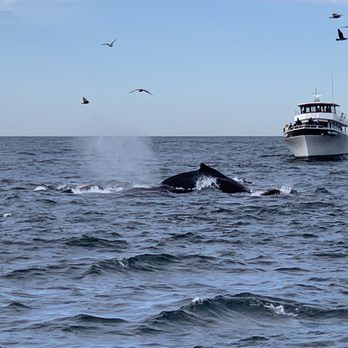 Discovery Whale Watch - Whale Watching Tours Near Me - Monterey, California