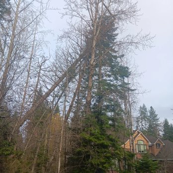 Paradigm Tree Works - Emergency broken tree removal - Tree Services Near Me Paradigm Tree Works - Emergency broken tree removal - Tree Services Near Me