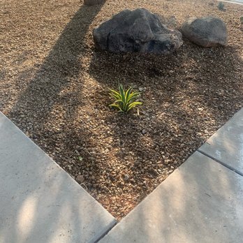 Earth Smart Design - Small striped agave which will grow to 18" will fill in corner of walkway and driveway - Landscaping Near Me