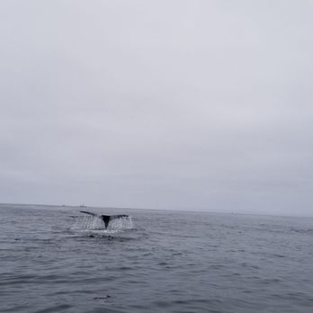Ocean Safaris - Whale Watching Tours Near Me
