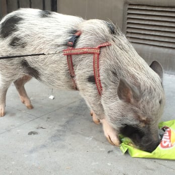 East Village Square - I had to post this....I want a pig!! - Parks Near Me - San Diego, California East Village Square - I had to post this....I want a pig!! - Parks Near Me - San Diego, California