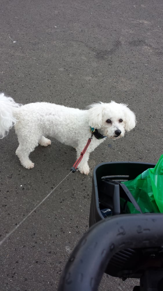 THE SCRUFFY DOG COMPANY Updated June 2024 160 Dalkeith Road, Edinburgh, United Kingdom Pet