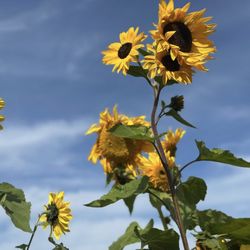 The Cast Iron Queen - The field next to the food truck had so many sunflowers
