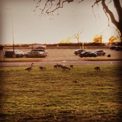 Tarrant County College - Northeast Campus - Geese hanging around the parking lot.