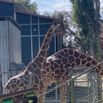 Six Flags Discovery Kingdom - Giraffe - Amusement Parks Near Me - Vallejo, California Six Flags Discovery Kingdom - Giraffe - Amusement Parks Near Me - Vallejo, California