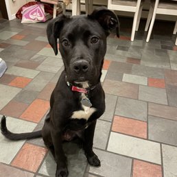 Our well behaved girl!