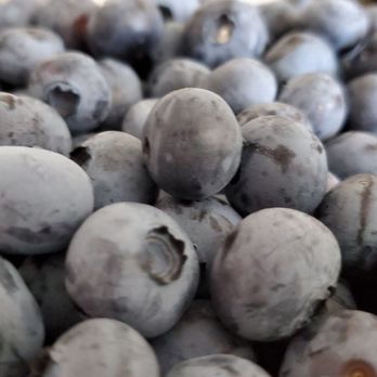Wilmot Orchards - Blueberries - Farms Near Me - Newcastle, Ontario