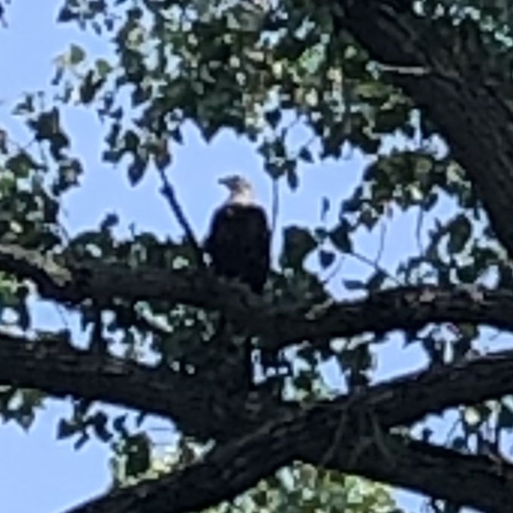 Aquaventuresct - Bald eagle living on the river - Rafting/Kayaking Near Me - Glastonbury, Connecticut