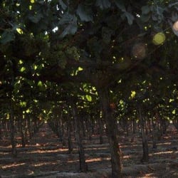 McManis Family Vineyards