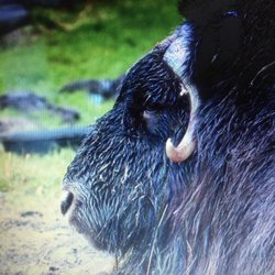 Alaska Exquisite Travel - Musk ox