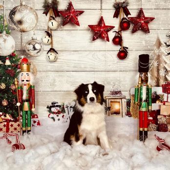 Doglando - Pet Training Near Me - Orlando, Florida Doglando - Pet Training Near Me - Orlando, Florida