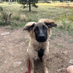 Saving Paws Rescue, Az - A successful adoption, thank you Savings Paws Rescue!