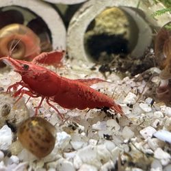 Shrimp