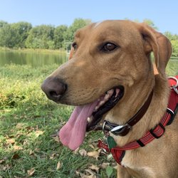 Humane Society of Marion County Arkansas - HSMC gave our boy such good care.