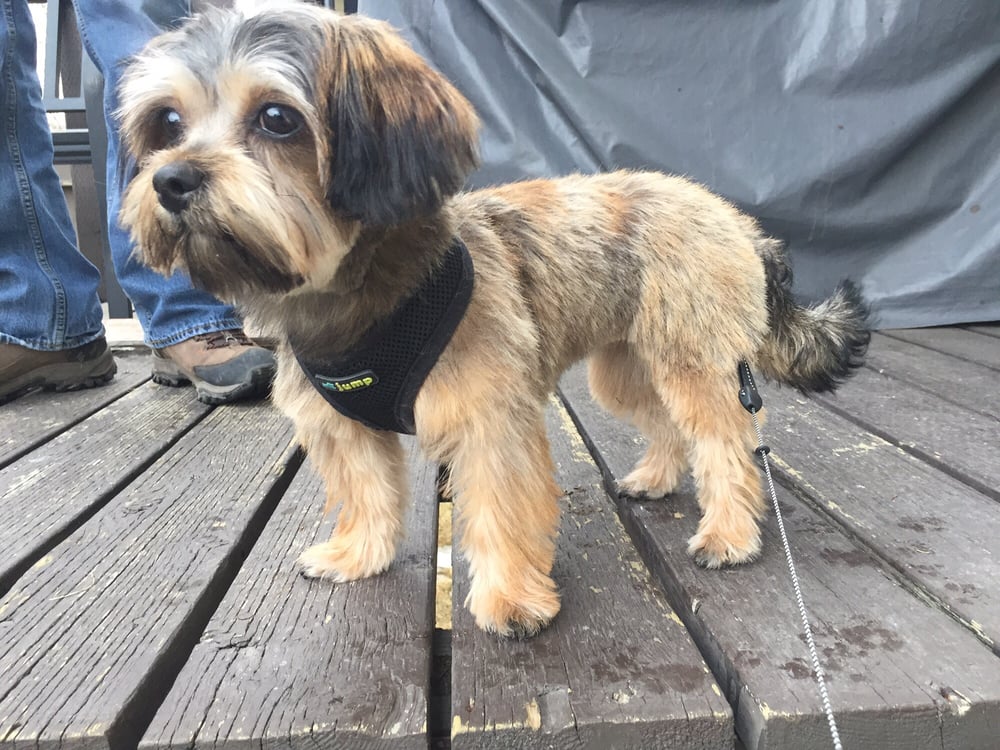 top ten rarest dog breeds