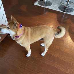 Bow on her head, back of the leg hair tidied up