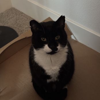 Tiny's Place Luxury Cat Boarding - Pet Boarding Near Me - Vancouver, Washington Tiny's Place Luxury Cat Boarding - Pet Boarding Near Me - Vancouver, Washington