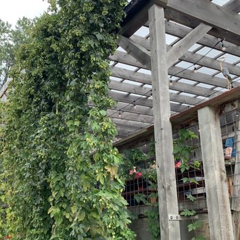 The Tap Room - The massive vines of hops! - Pubs Near Me - Port Austin, Michigan The Tap Room - The massive vines of hops! - Pubs Near Me - Port Austin, Michigan