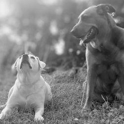White Rock Veterinary Hospital - Love, love, love these two!