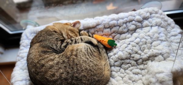 NEKO Cat Cafe Seattle by null
