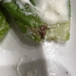 Bug in salad