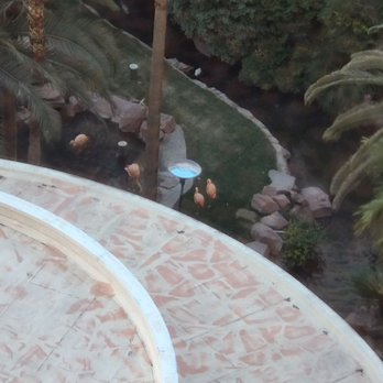 Flamingo Las Vegas - Flamingos in the Courtyard - Hotels Near Me - Las Vegas, Nevada