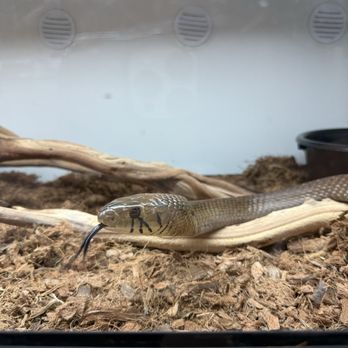 The Reptile Lounge - Black tail cribo - Reptile Shops Near Me - West Covina, California The Reptile Lounge - Black tail cribo - Reptile Shops Near Me - West Covina, California