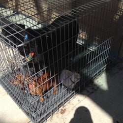 US Gov Immigration - Point Roberts - Animal cage outside builiding~