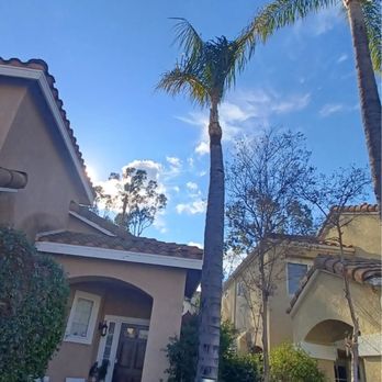 Ezra Tree Service - Palm tree trimmed - Tree Services Near Me