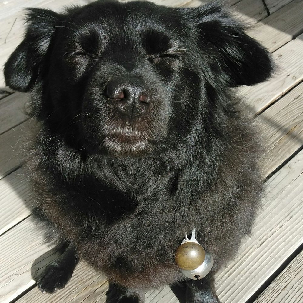 Mountainmutt Grooming - Basking in the sun after a good clip and shampoo - Pet Sitting Near Me - Pine, Colorado