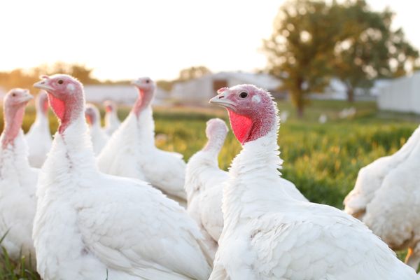 Ferndale Market by null