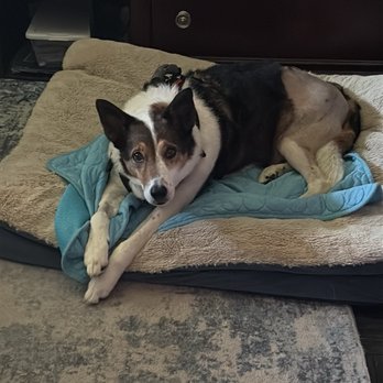 VCA Aurora Animal Hospital - Finn just over a week after surgery. - Veterinarians Near Me - Aurora, Illinois VCA Aurora Animal Hospital - Finn just over a week after surgery. - Veterinarians Near Me - Aurora, Illinois