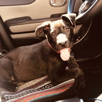 The Lovejoy Foundation - O-Ren Ishii from LoveJoy! #killbill #lucylui #assasindog - couldn't be happier with our newest addition to the family! - Pet Adoption Near Me - Inglewood, California The Lovejoy Foundation - O-Ren Ishii from LoveJoy! #killbill #lucylui #assasindog - couldn't be happier with our newest addition to the family! - Pet Adoption Near Me - Inglewood, California