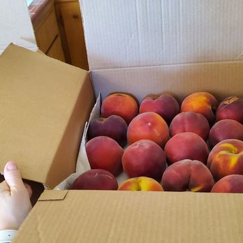 Pomeroy Farm - Picked peaches - Fruits & Veggies Near Me - Brentwood, California Pomeroy Farm - Picked peaches - Fruits & Veggies Near Me - Brentwood, California