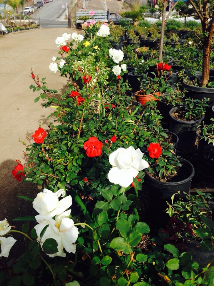 GARDENA NURSERY 2 10941098 W El Segundo Blvd, Gardena, California